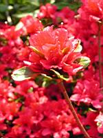 Azalee - Azalea Vuyk's Scarlet (fam. Ericacee) (04) (Photo F. Mrugala)